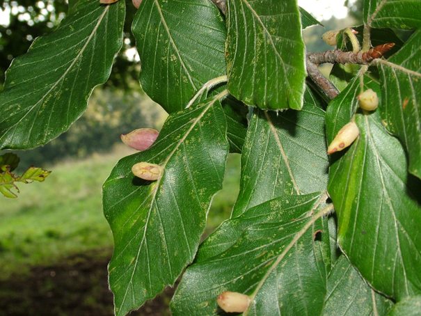 Galla Mikiola fagi